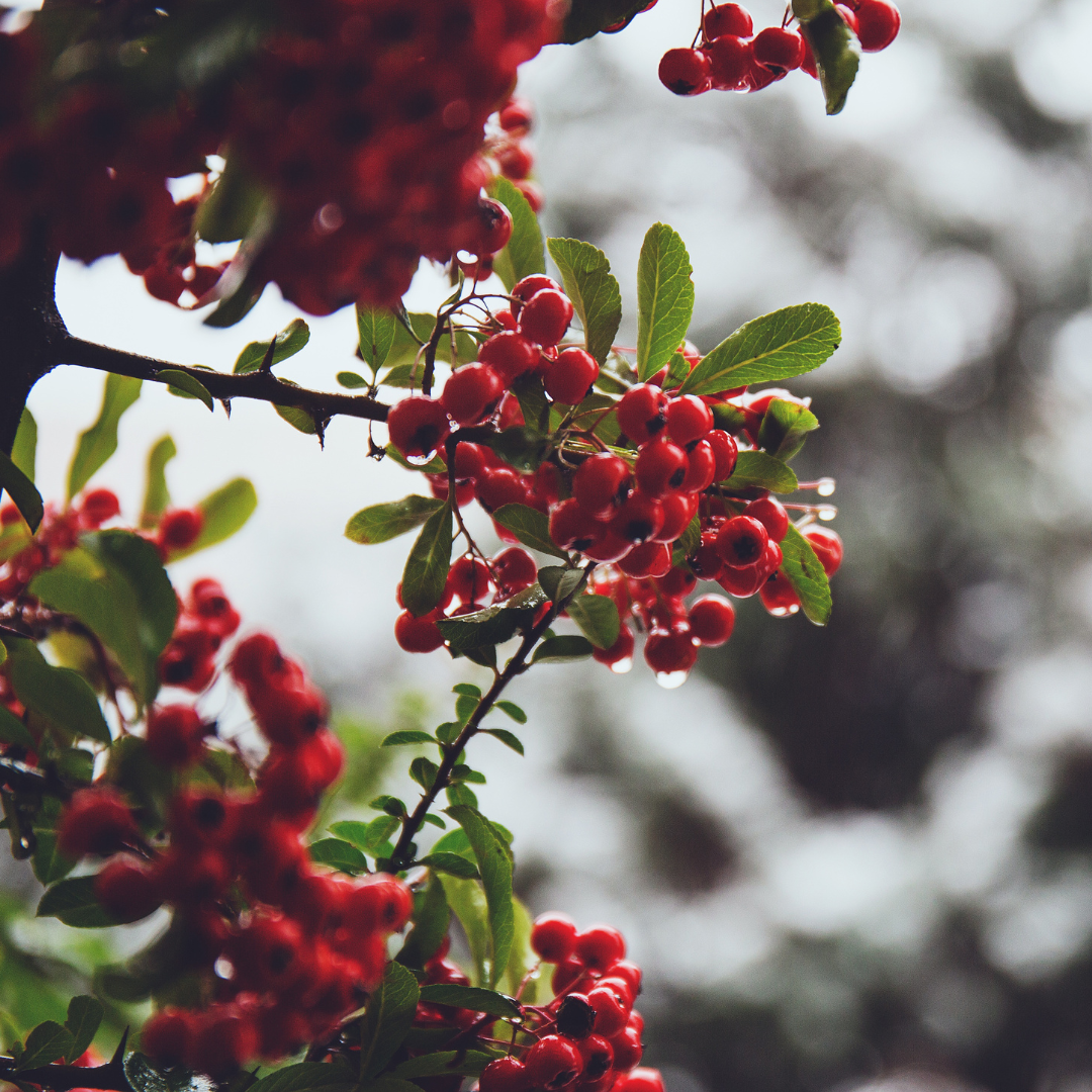 December Gardening Jobs