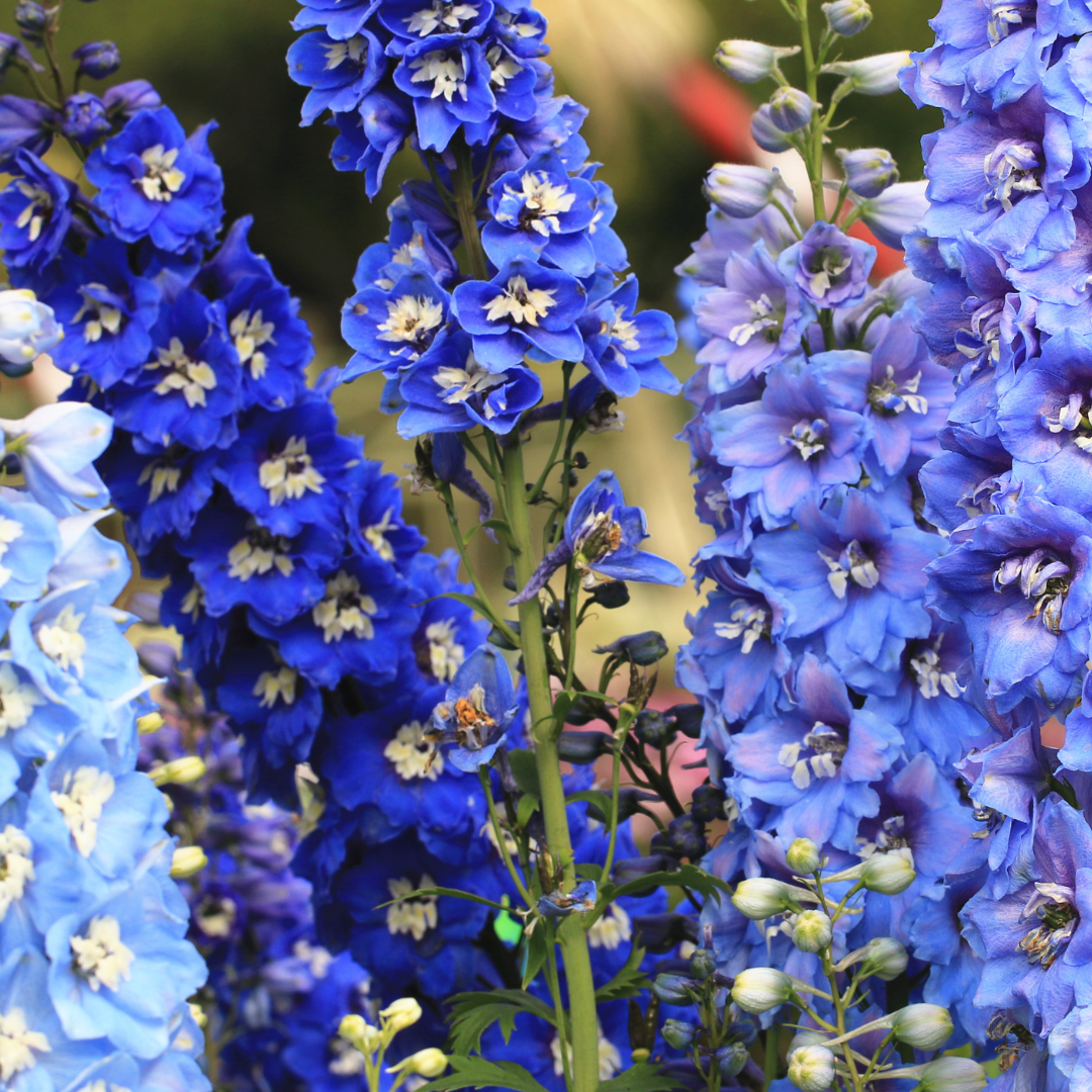 Delphiniums
