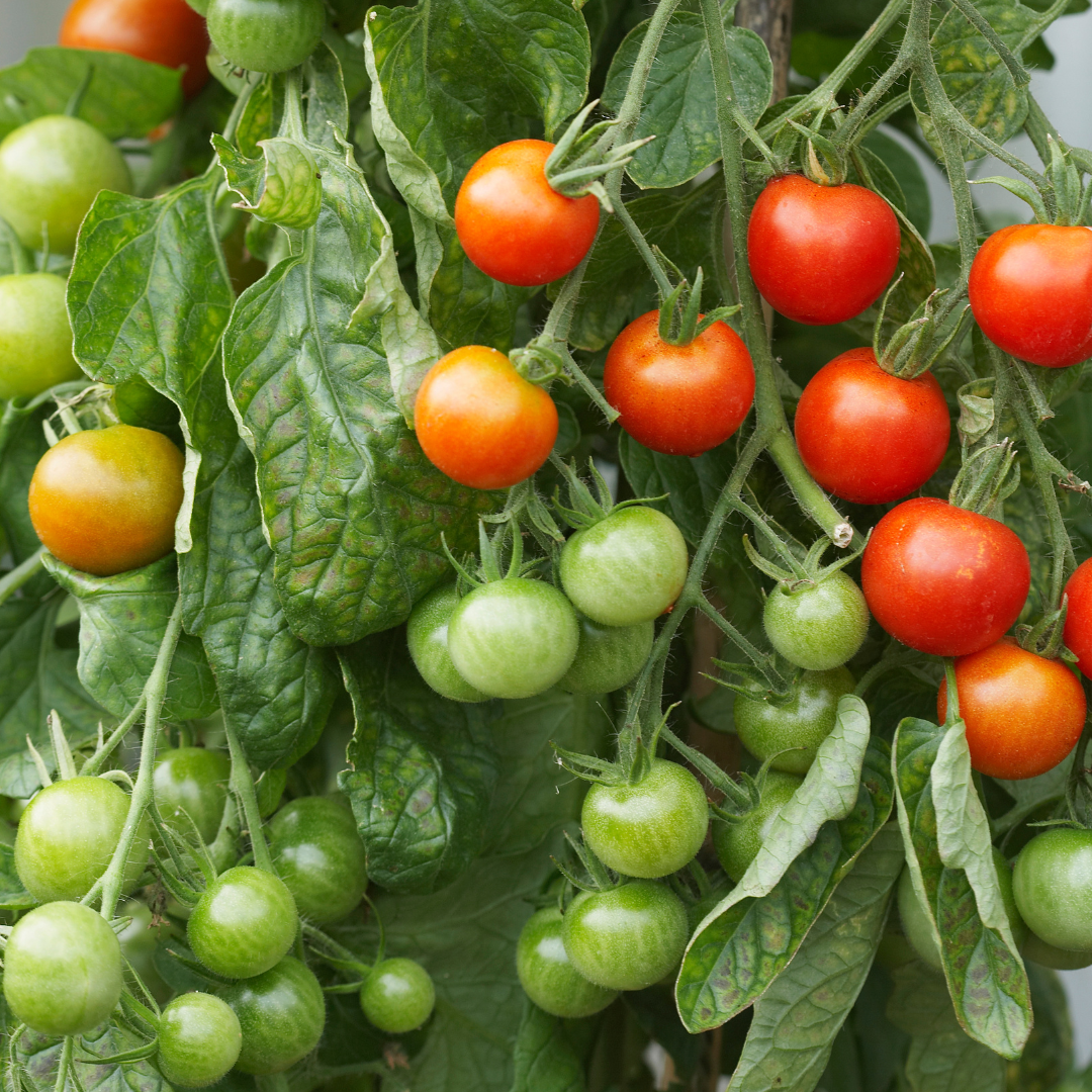 July is a crucial month for gardeners. Here are some essential tasks you should focus on.