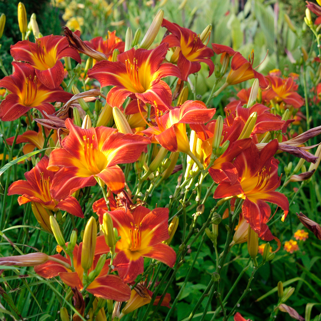 September Gardening Jobs