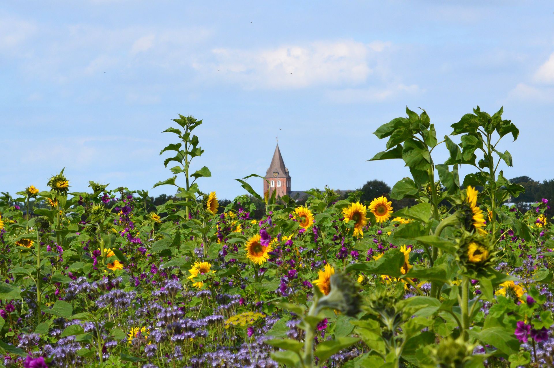 Das Bild zeigt die Gardinger Kirche aus der Südermarsch. Im Vordergrund stehen Sonnenblumen.