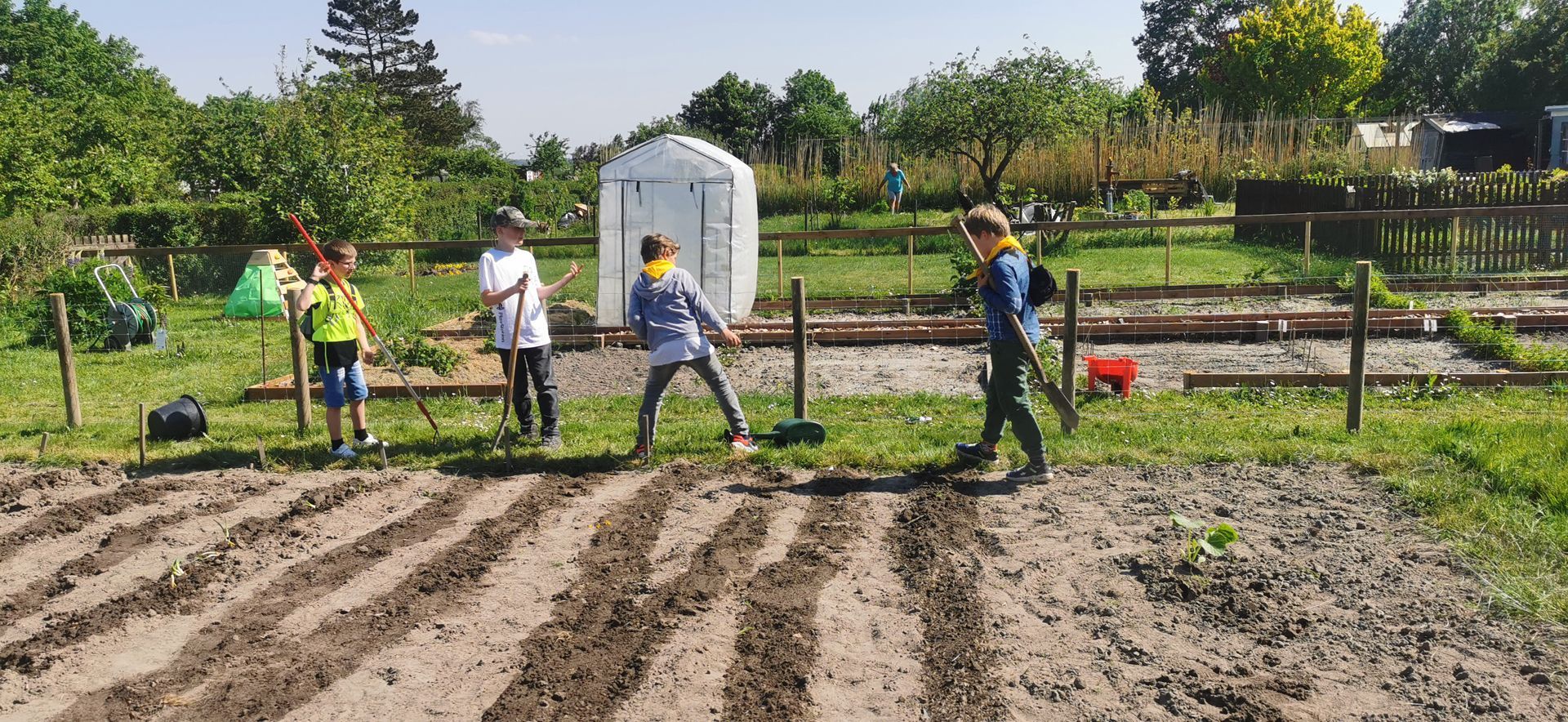 Die Pfadfindergruppe hilft beim Gemüseanbau