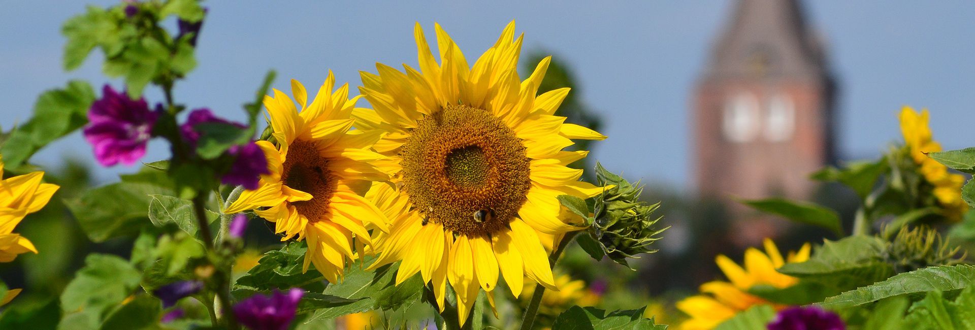 Das Bild zeigt eine Sonnenblume. Im Hintergrund ist die Gardinger Kirche verschwommen zu erkennen