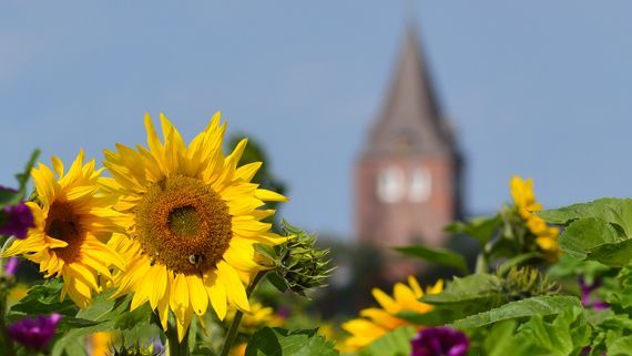 Link zur Seite Gemeinsam erleben Link zur Seite Gemeinsam erleben.
Das Bild zeigt Sonnenblumen, im Hintergrund ist die Gardinger Kirche zu erkennen