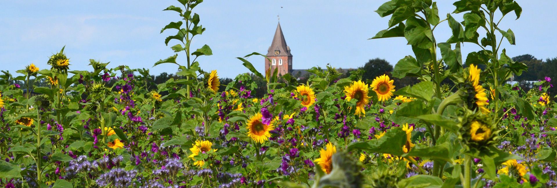 Das Bild zeigt  Sonnenblumen. Im Hintergrund ist die Gardinger Kirche zu erkennen