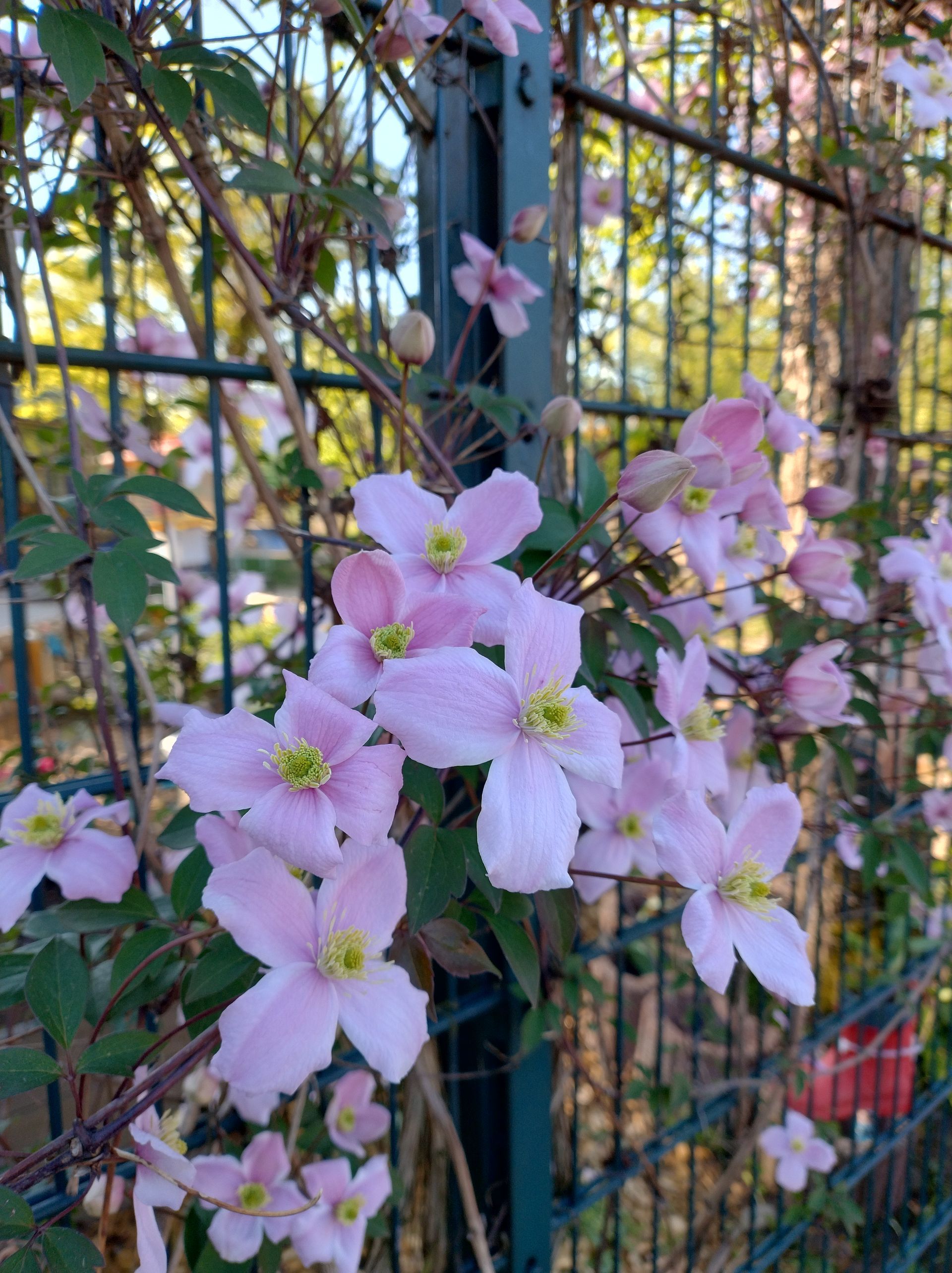 Garten Frühling