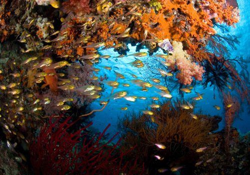 corsi di sub rossano