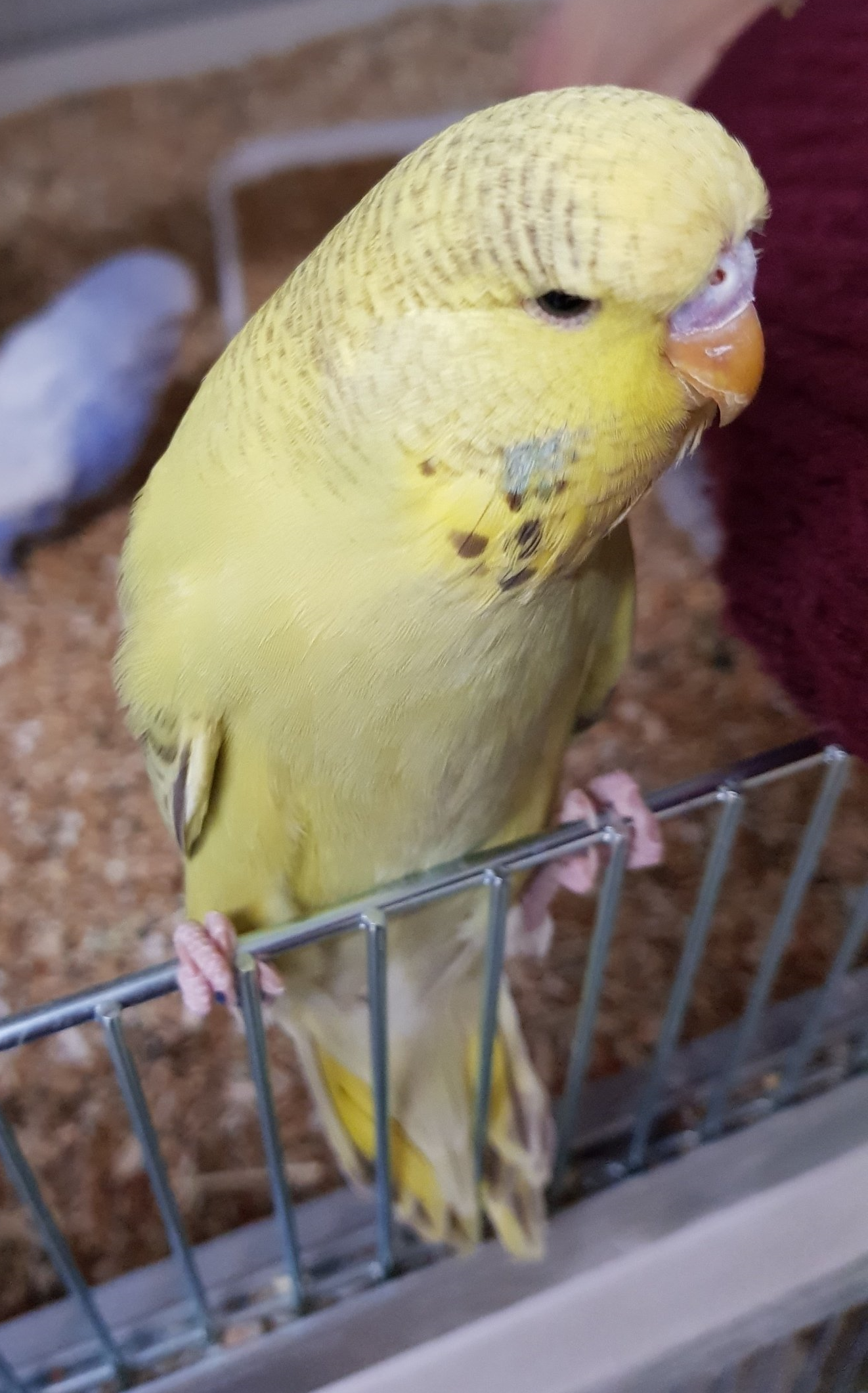 junger, neugieriger Wellensittich junger Wellensittich