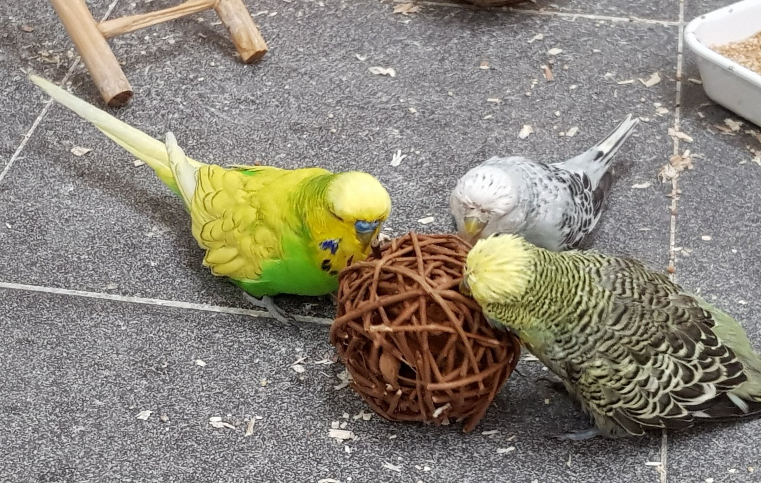 Wellensitiche spielen Wellensitiche spielen / Foto