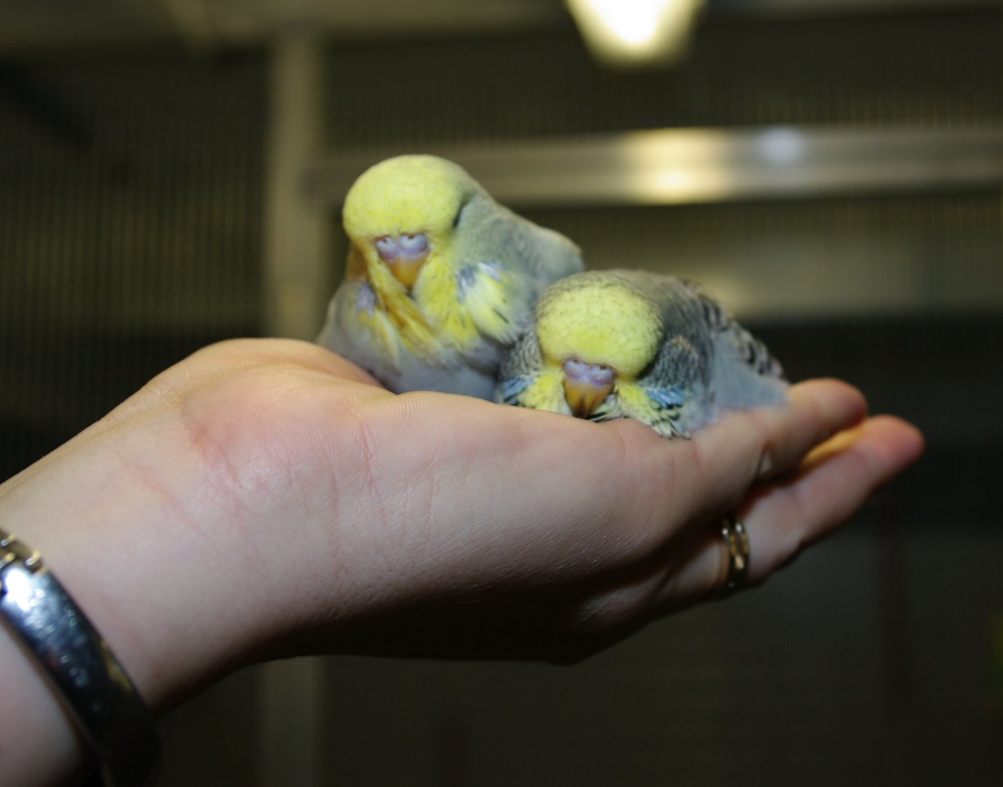 junger, neugieriger Wellensittich junger Wellensittich