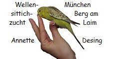 Logo Desing Wellensittichzucht Logo Annette Desing handzahme Wellensittiche