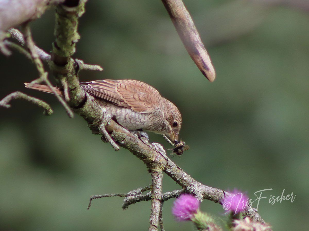 Neuntöter Jungvogel mit Hummel im Schnabel
