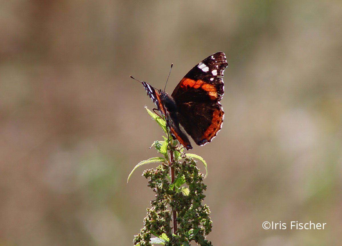 Schmetterling schwarz rot weiß auf Pflanze