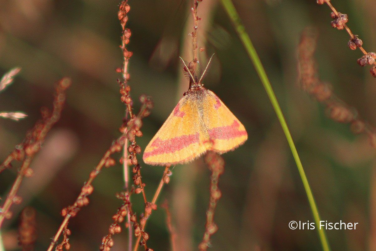 Oranger Nachtfalter mit Roten Bändern an Ampfer