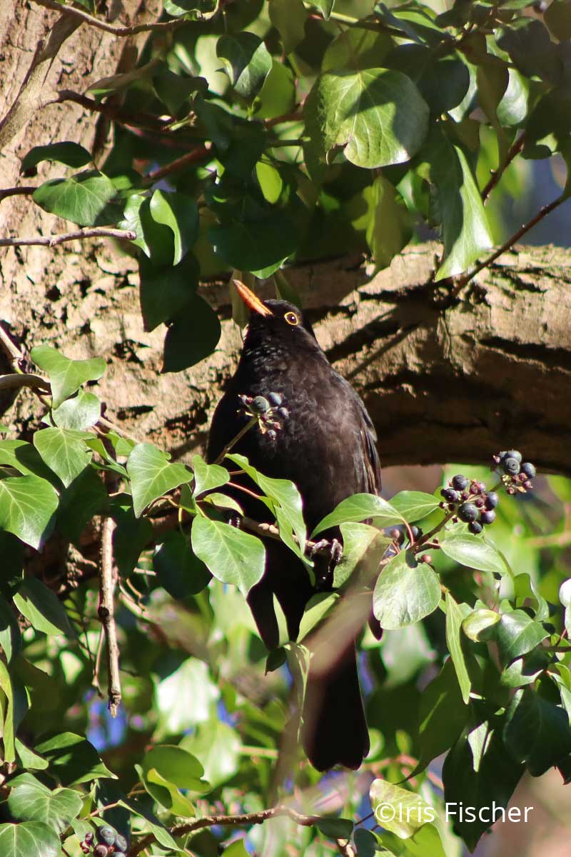 schwarzer Vogel in Efeu