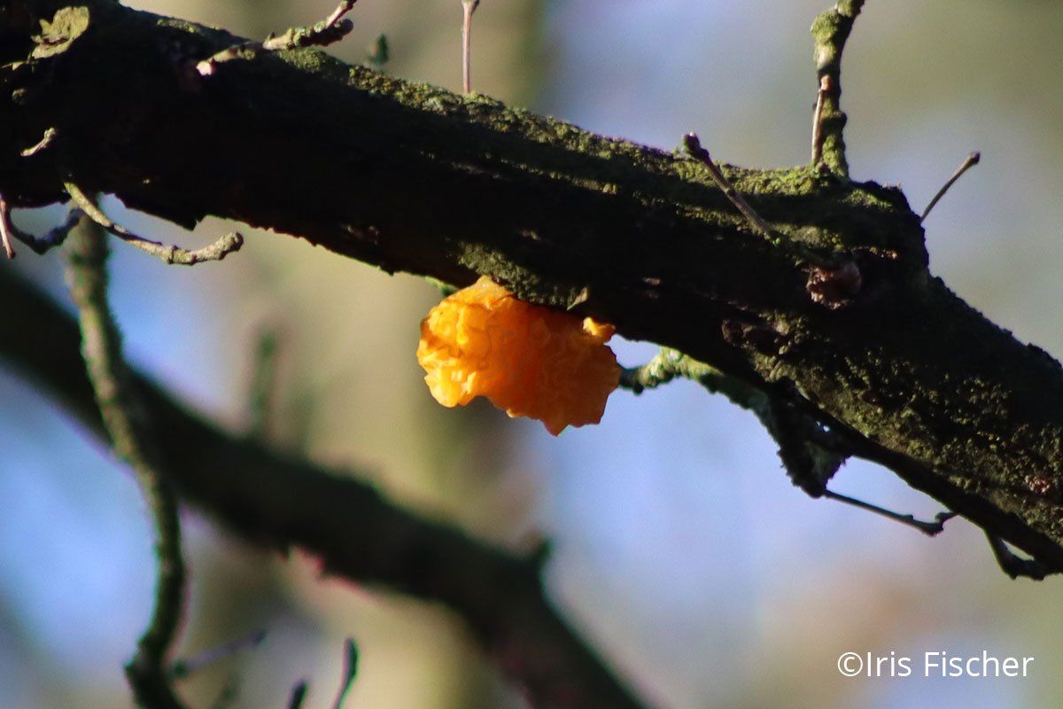 gelber Pilz an Ast