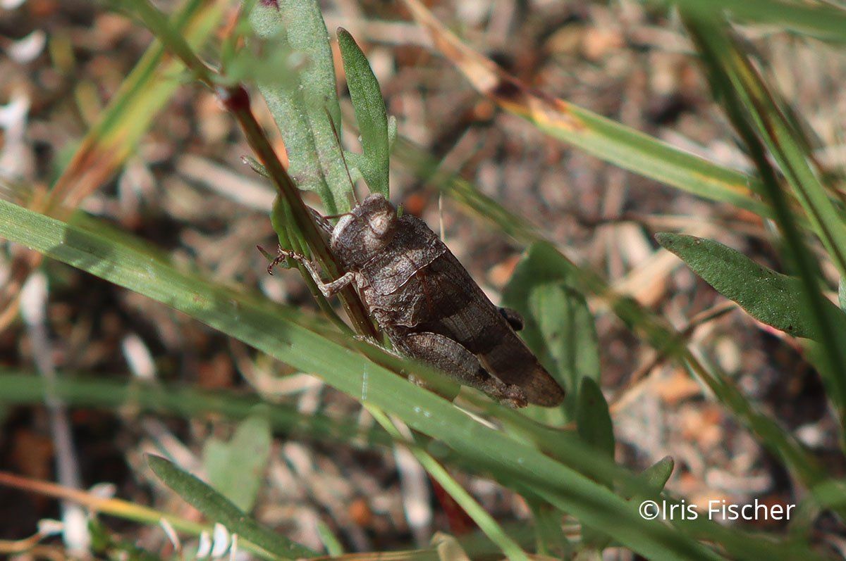 Blauflügelige Ödlandschrecke
