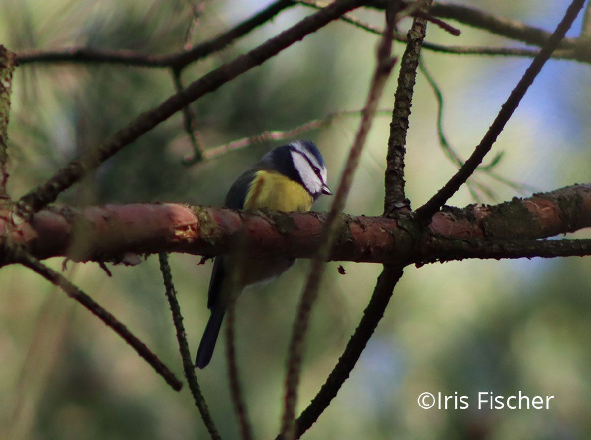 kleiner Vogel mit gelber Brust und blauer Kappe
