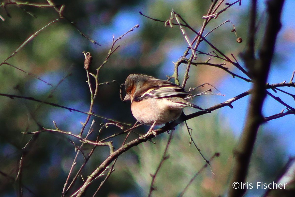bunter Vogel auf Zweig