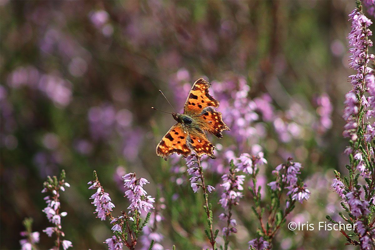 Ornag-Schwarzer schmetterling mit ungelichmäßigen Flügelkanten