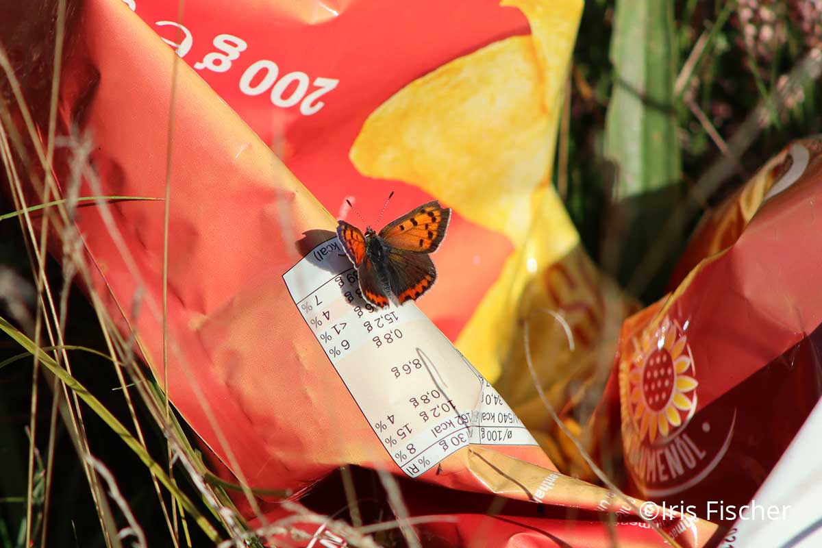 Feuerfalter auf Chipstüte Müll