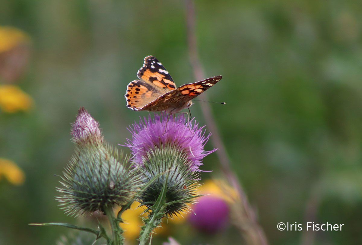 Orange-schwarzer Edelfalter