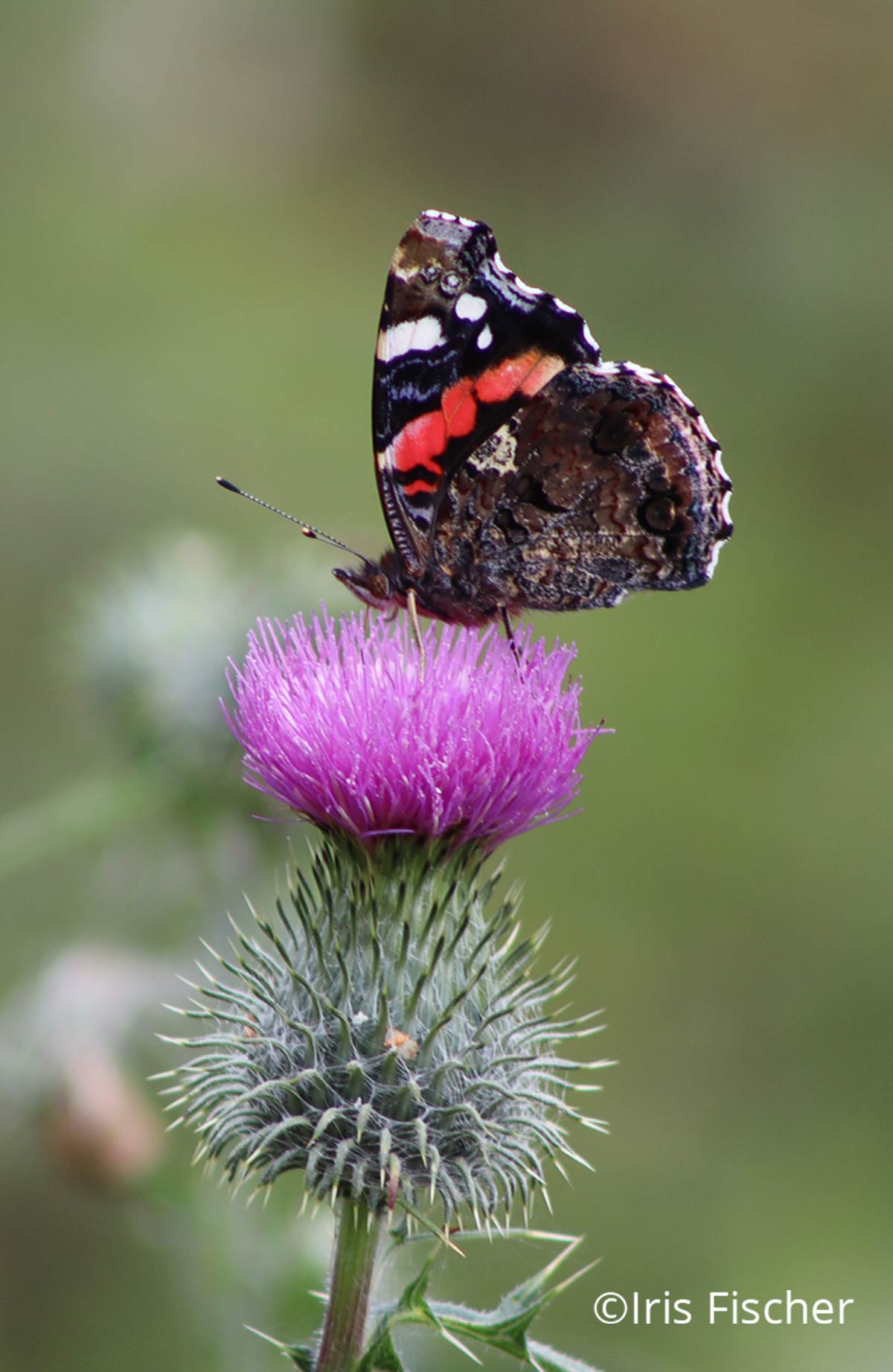 Hummel auf violetter Heide