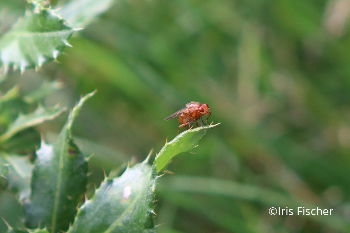 kleine orange Fliege