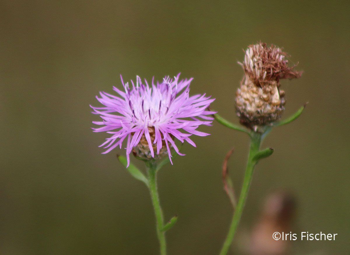 Violette Wildblume