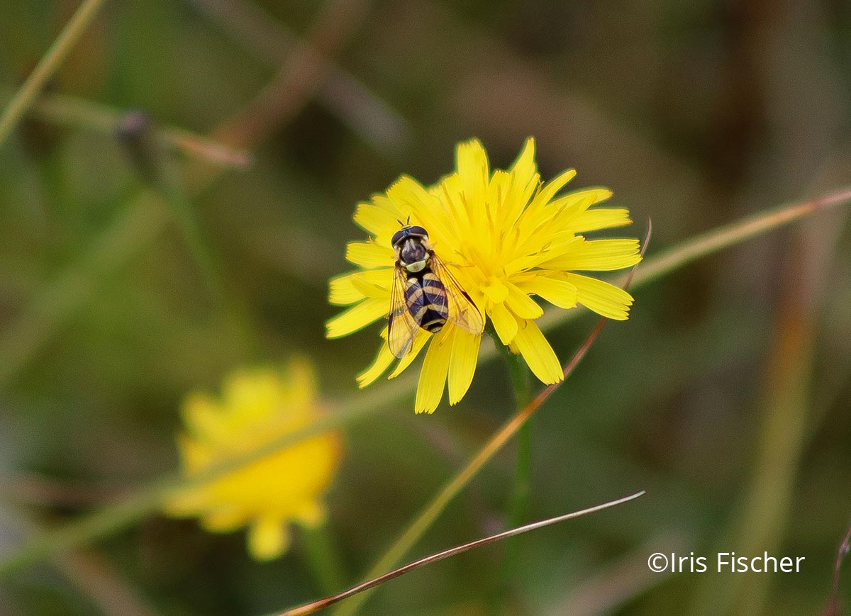 Schwebefliege auf gelber Blume