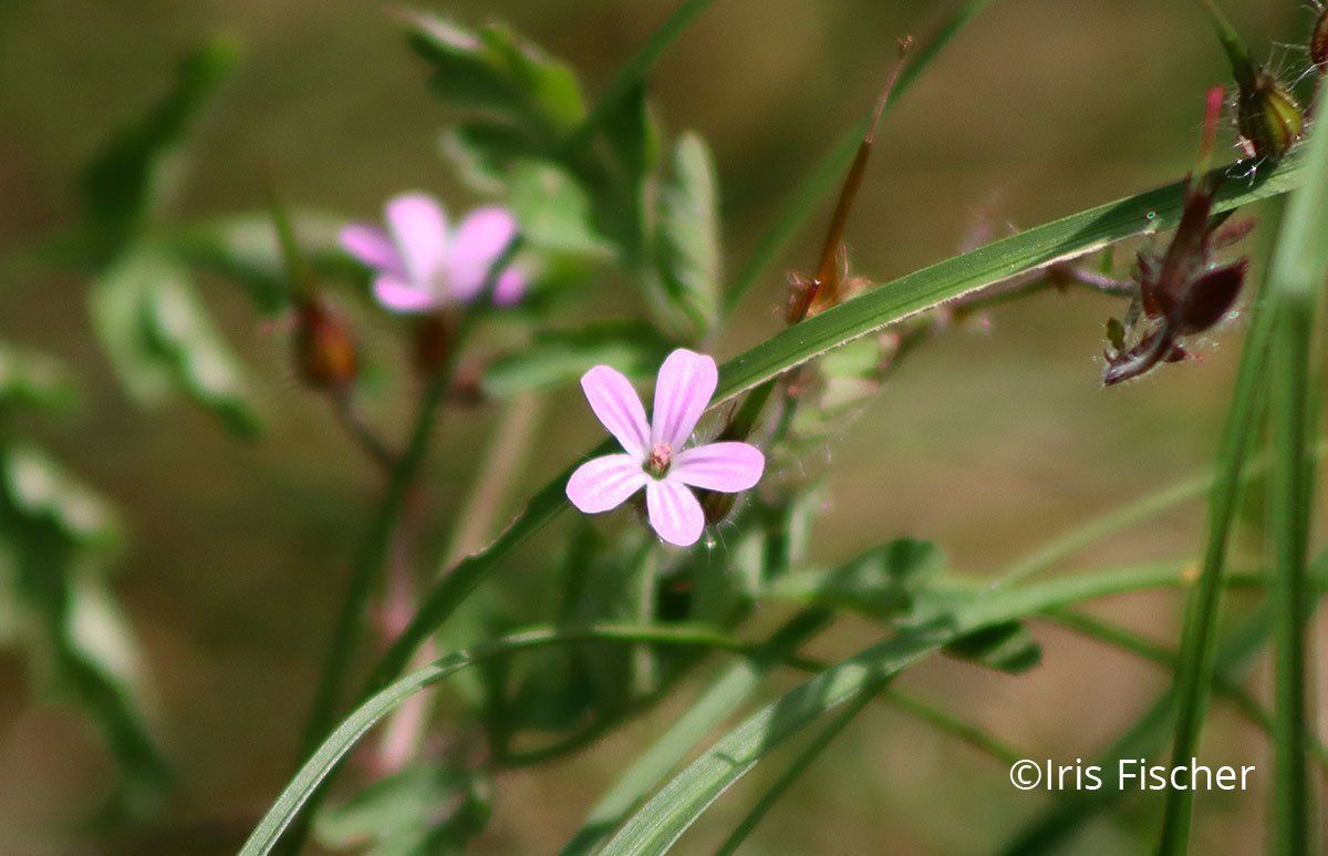 Glänzender Storchschnabel