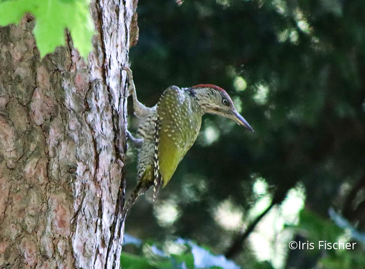 Grüner Vogel mit roter Kopfplatte an Kiefernstamm