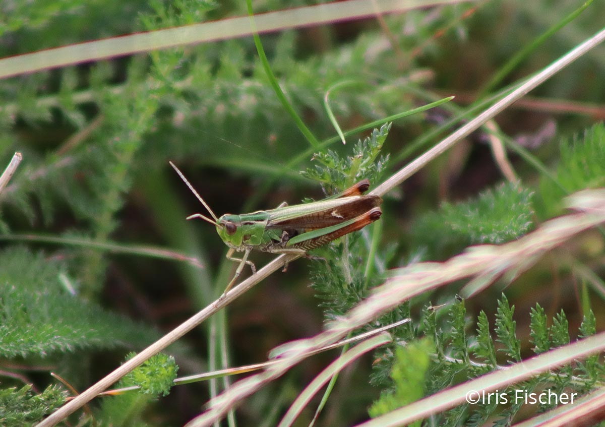 Heuschrecke