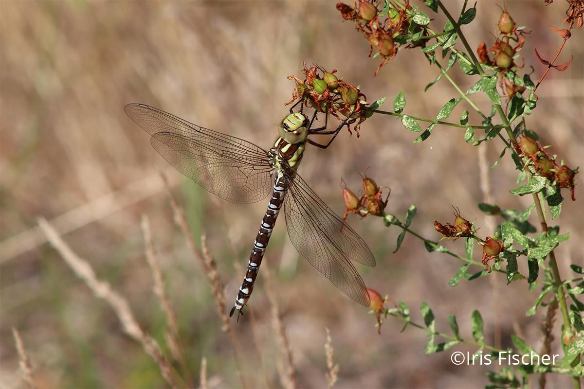 Große Libelle