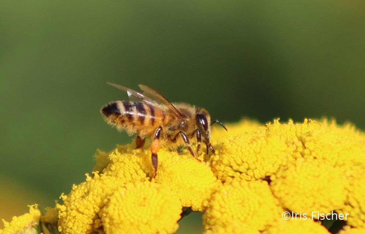 Biene auf gelben Blüten