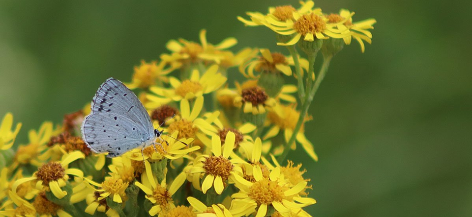 Bläuling auf Jakobs-Greiskraut Faulbaum-Bläuling auf Jakobs-Greiskraut