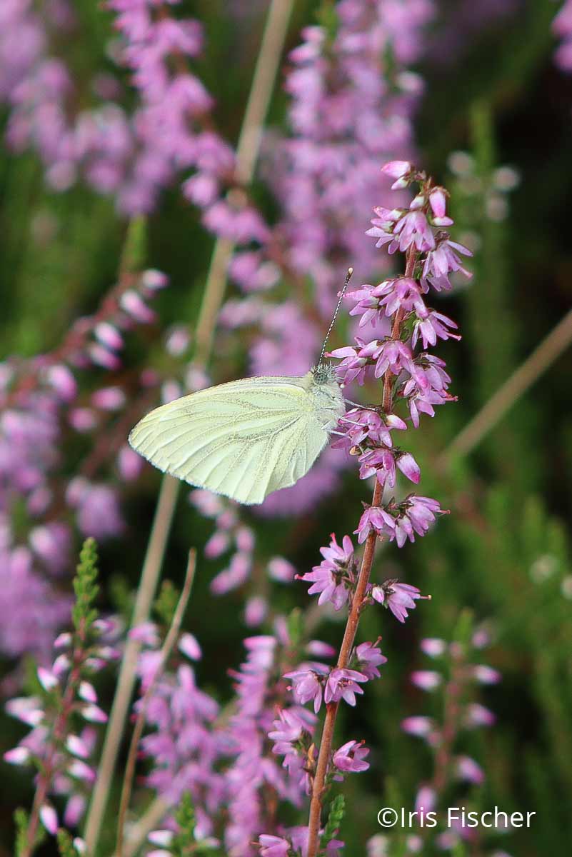 Weißer Schmetterling an violetten Blüten