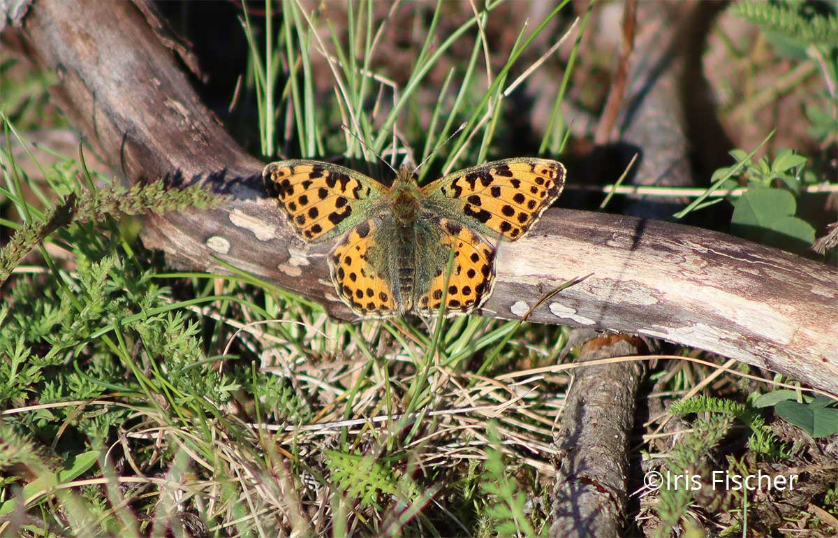 Rostfarbener Schmetterling auf Ast