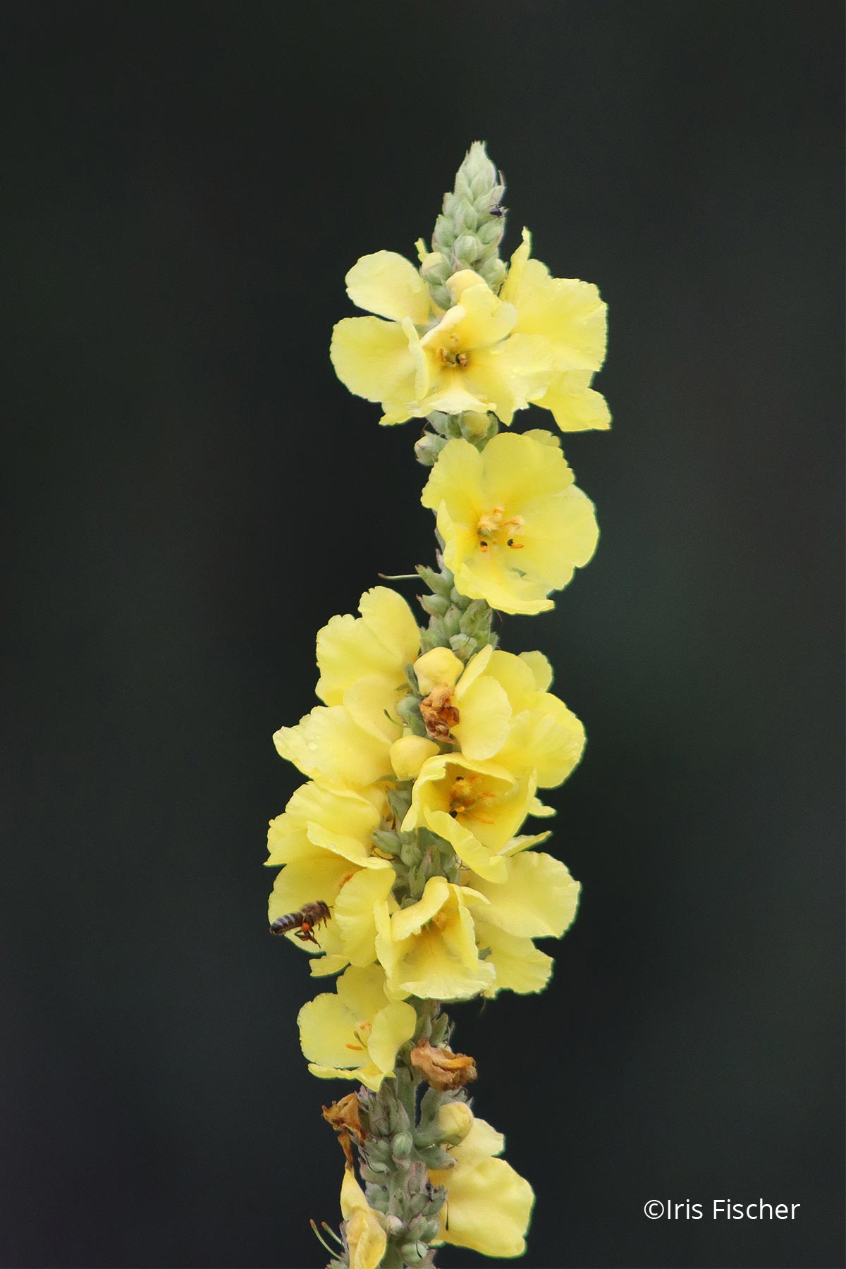 Gelbe Blüten an Kerze