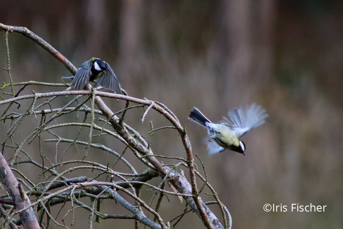 zwei fliegende Vögel, zweige,