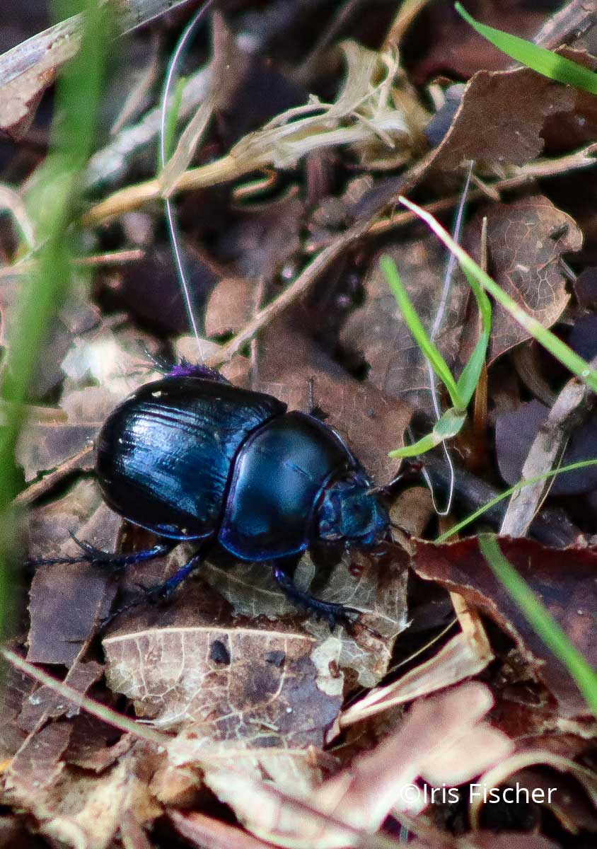 Bluschwarzer Käfer auf Laub