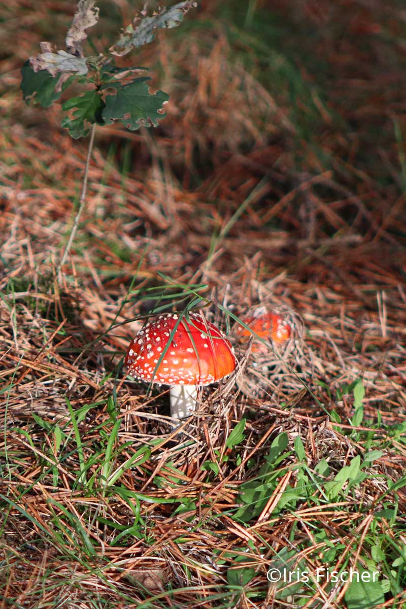 roter Pilz mit weißem Stiel und weißen Lamellen