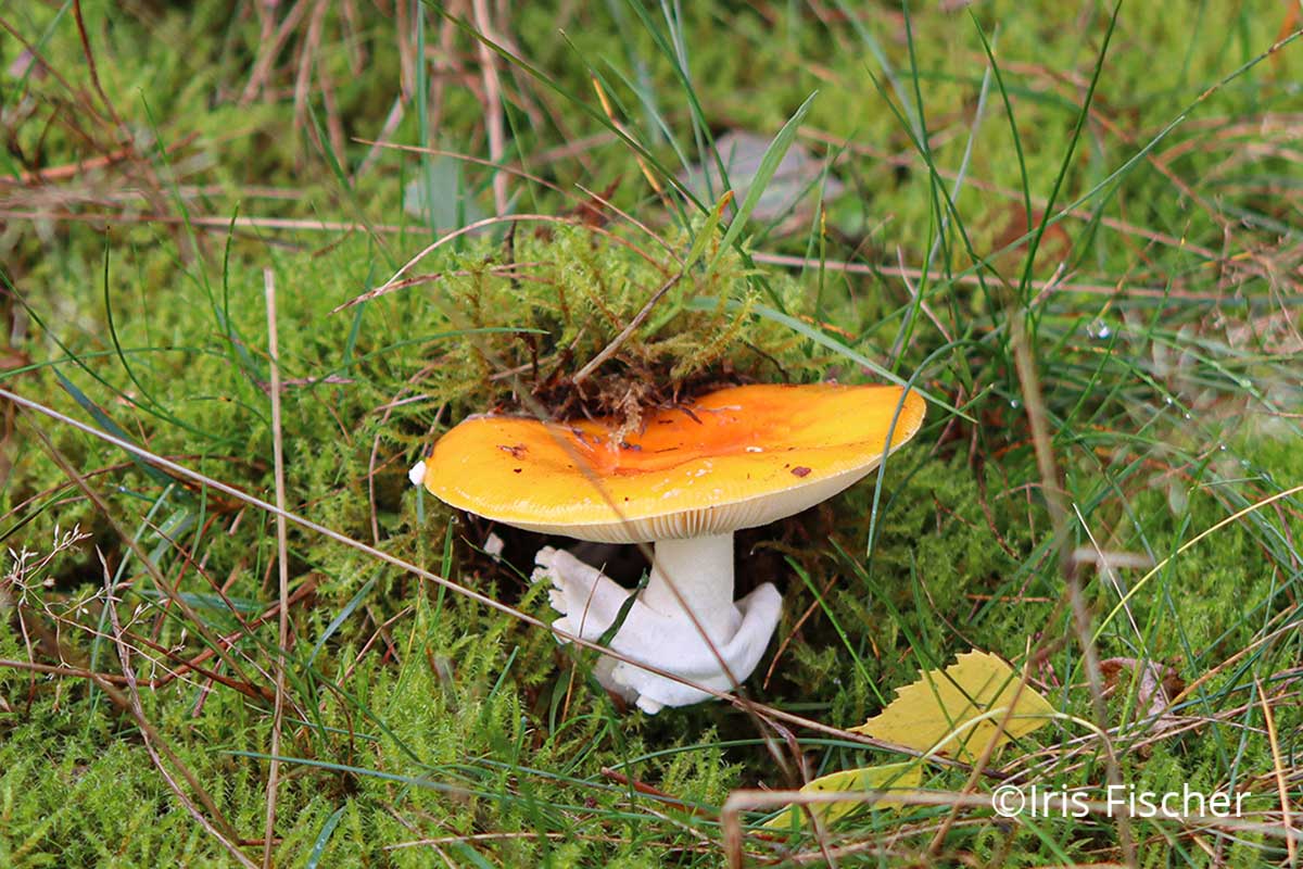 orangegelber Pilz mit weißen Lamellen und Stiel