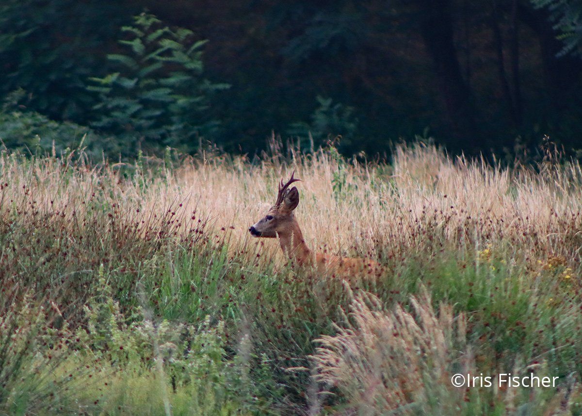 Rehbock in Wiese