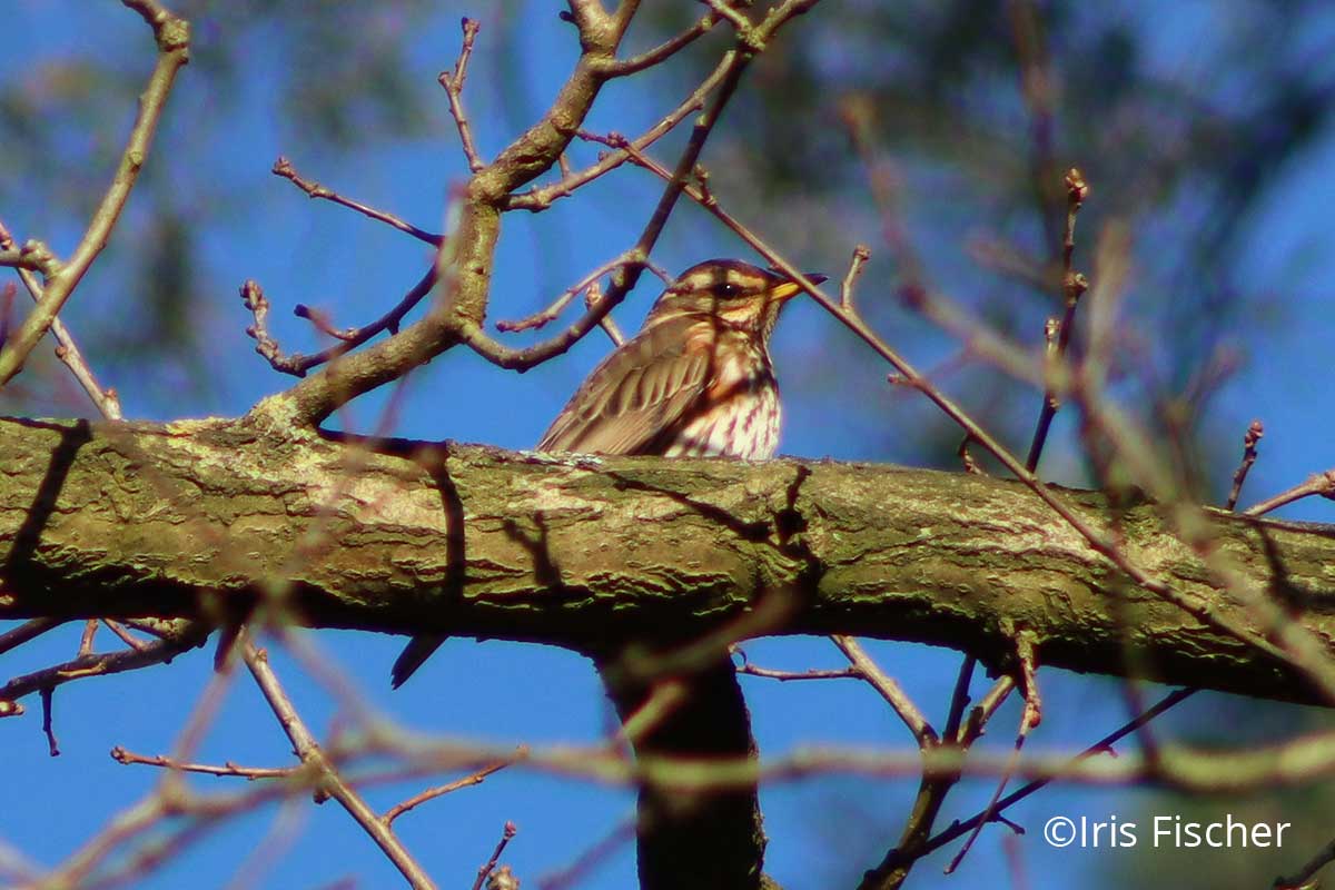 Vogel mit gesprenkelter Brust auf Ast
