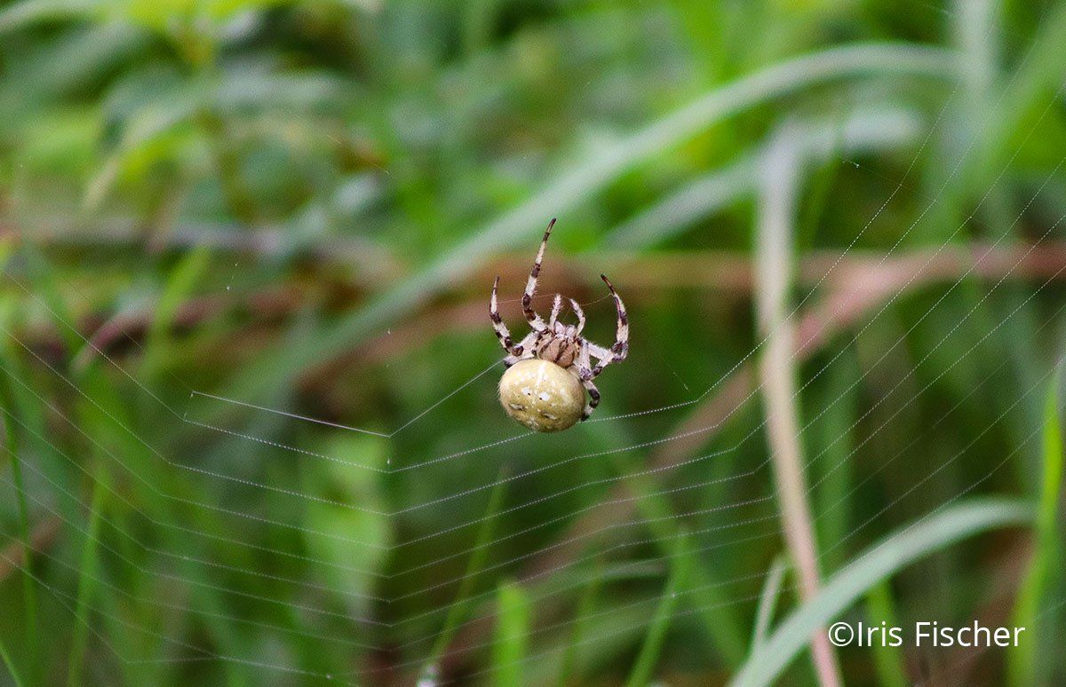 Gelbe Spinne mit gestreiften Beinen beim Netzbau
