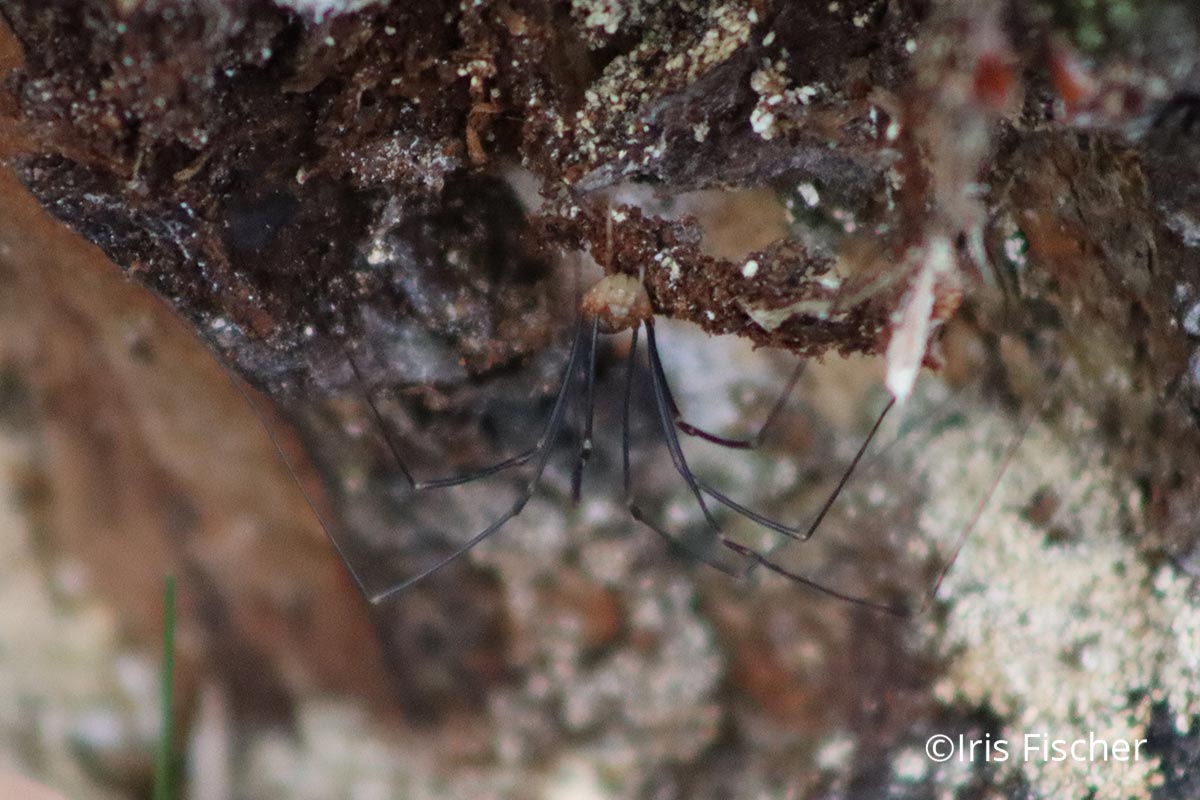 Spinne mit langen feinen Beinen