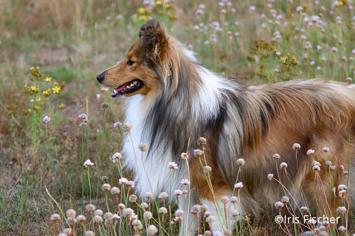 Wilko in Wildblumenwiese Sheltie in Wiese