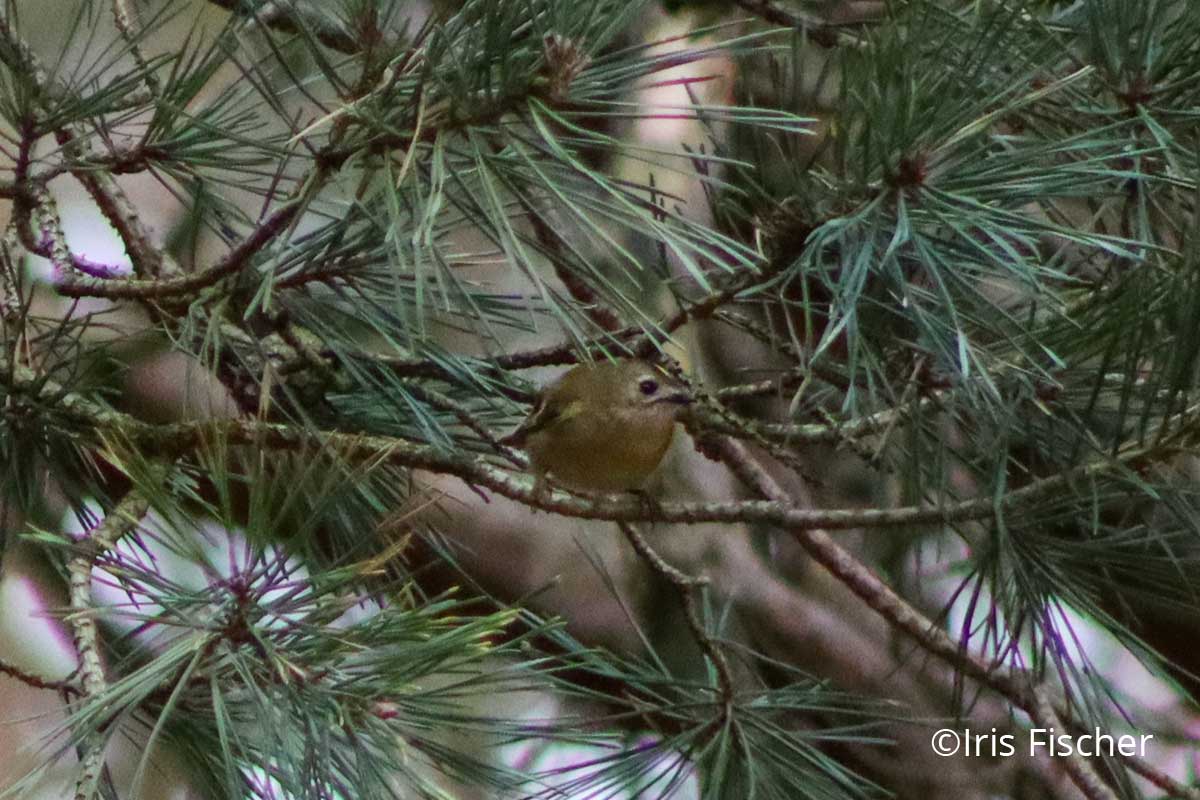 Kleiner runder vogel in Kiefernzweigen