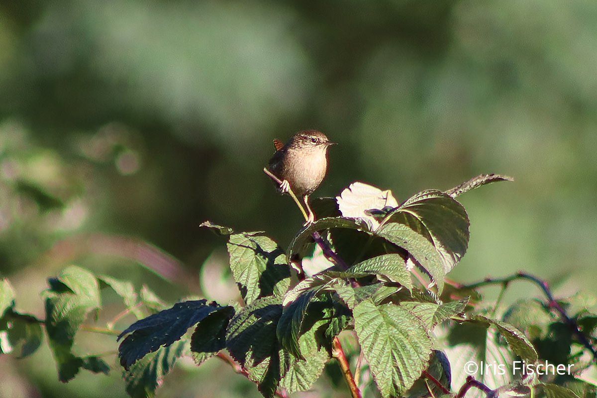 Kleiner brauner Vogel auf Brombeerranken